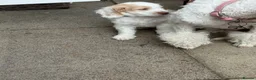 Cockapoo dogs for sale: F1 Cockapoo pups,  in Doncaster - Advert 6