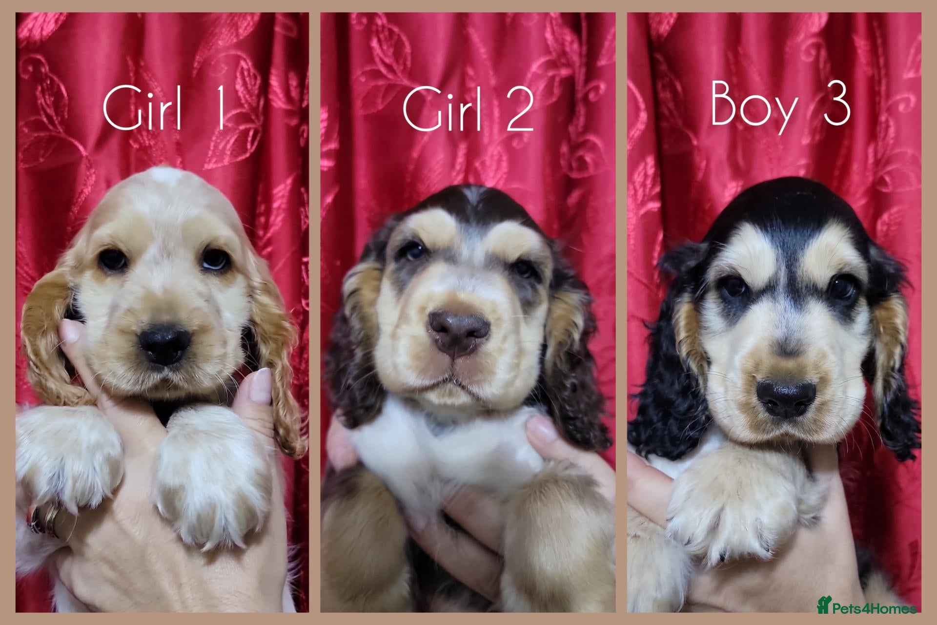 Cocker Spaniel dogs KC Sired Show Cocker Spaniels puppies| Champ Lines - Advert 13