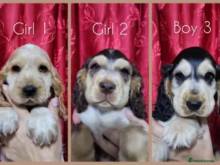 Cocker Spaniel dogs KC Sired Show Cocker Spaniels puppies| Champ Lines - Advert 1