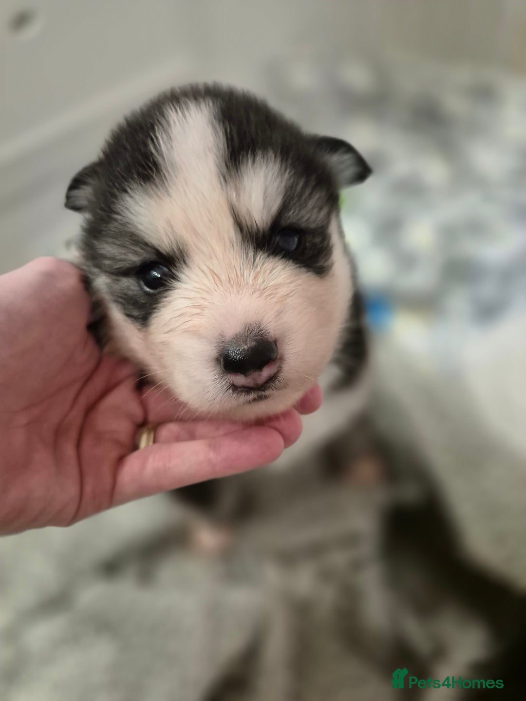 Pomsky dogs for sale: The perfect Blue eyed pomskys  - Advert 15