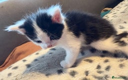 Mixed Breed cats for sale: Kittens for sale  - Image 15