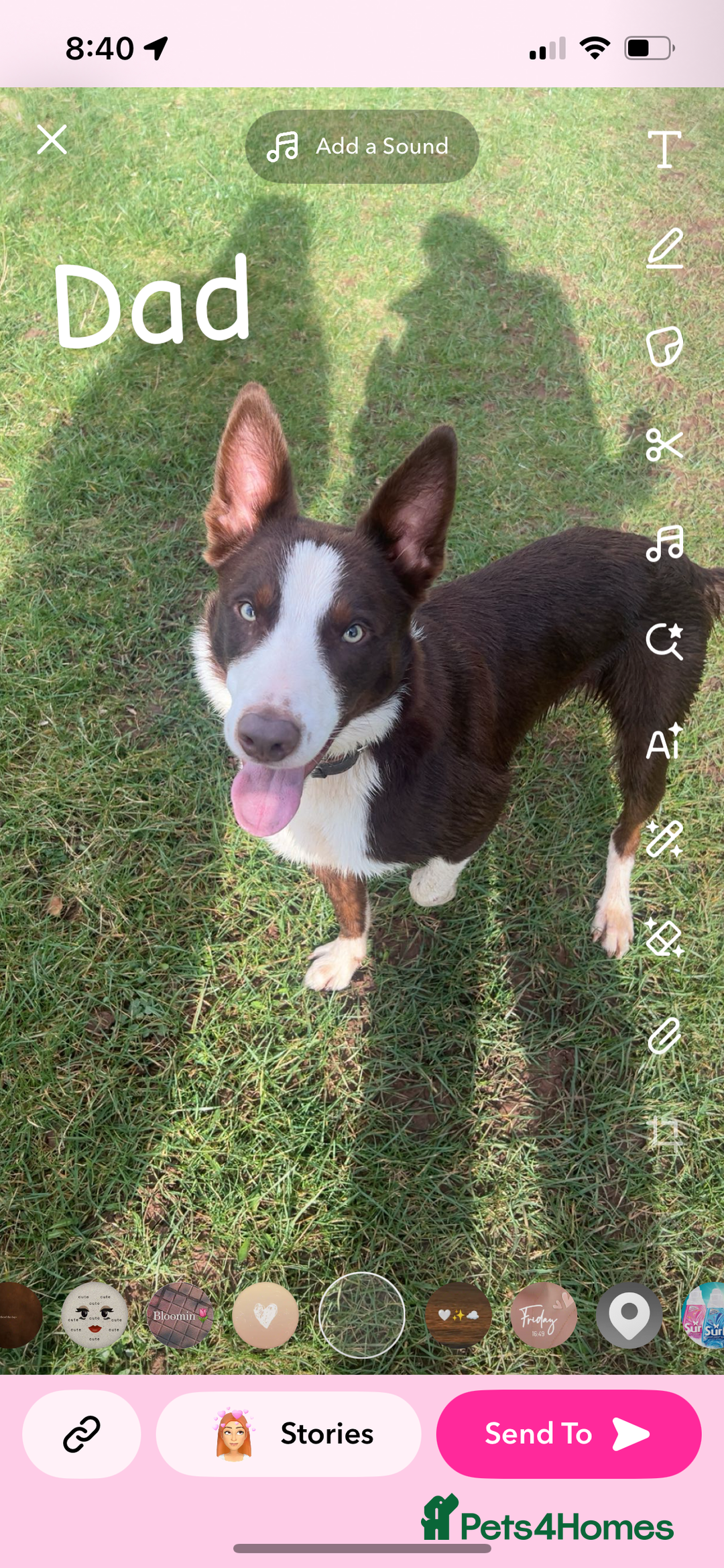 Border Collie dogs for sale: Working Border Collies - Image 2