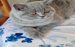 British Shorthair cats for sale: Gorgeous big boy kitten  - Image 3