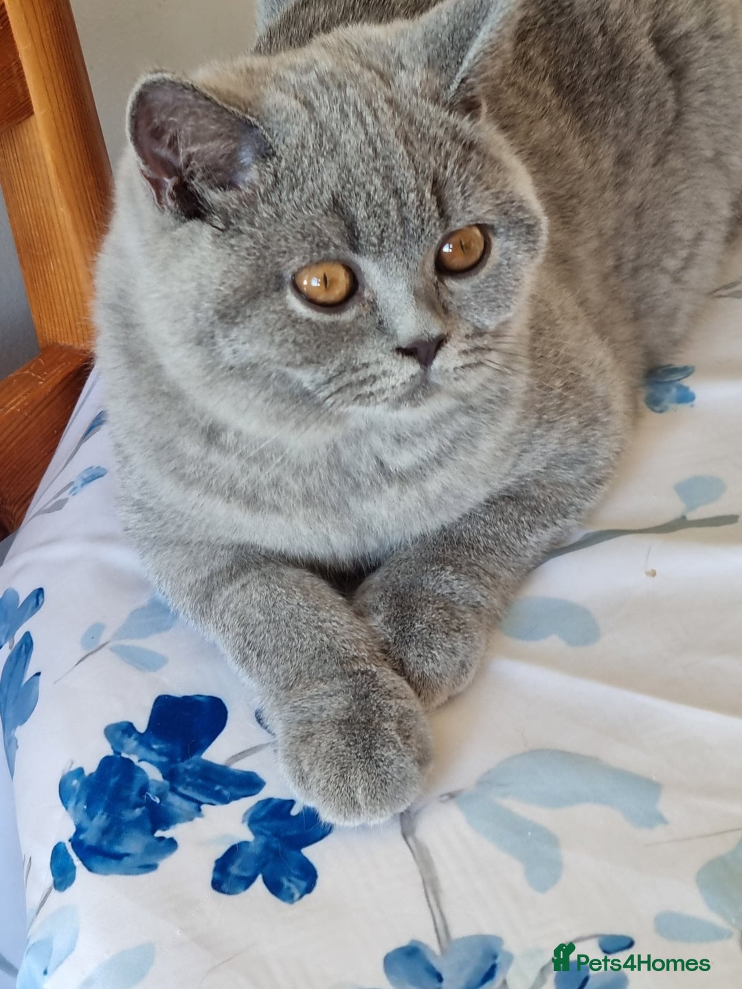 British Shorthair cats for sale: Gorgeous big boy kitten  - Image 3