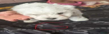 Mixed Breed 3