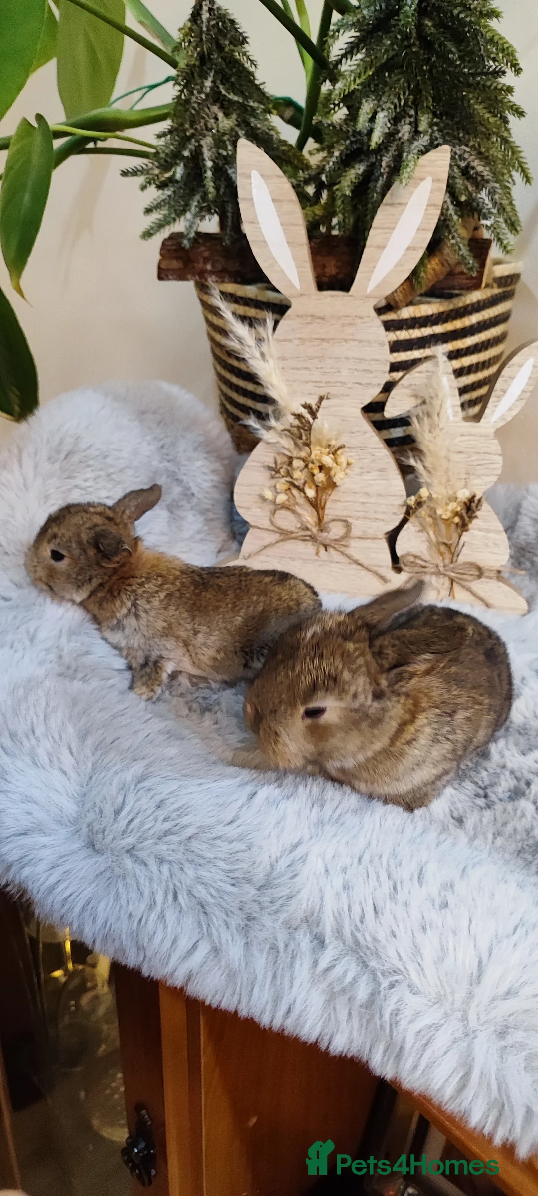 Mini Lop rabbits for sale: Beautiful mini lop x mini lop lion head  - Advert 8