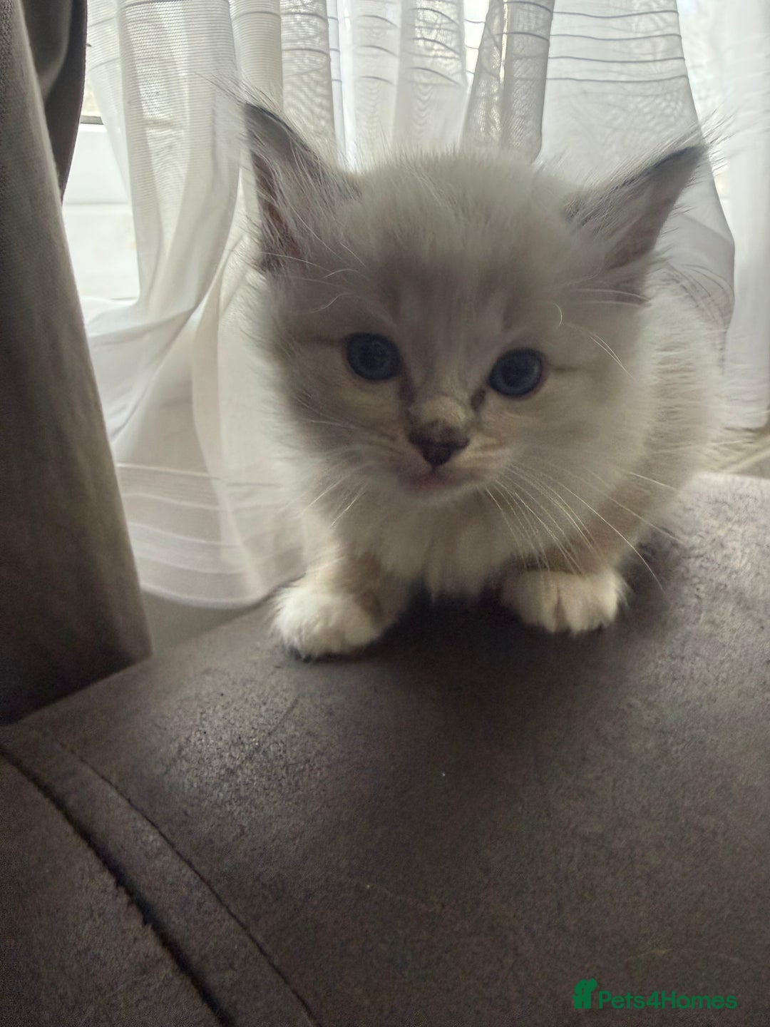 Ragdoll cats for sale: Ragdoll one boy and one girl left - Advert 5