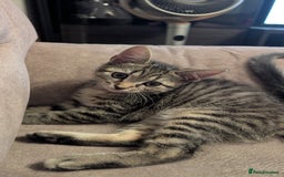 Mixed Breed cats for sale: Adorable Kittens Looking for Loving Homes! - Image 12