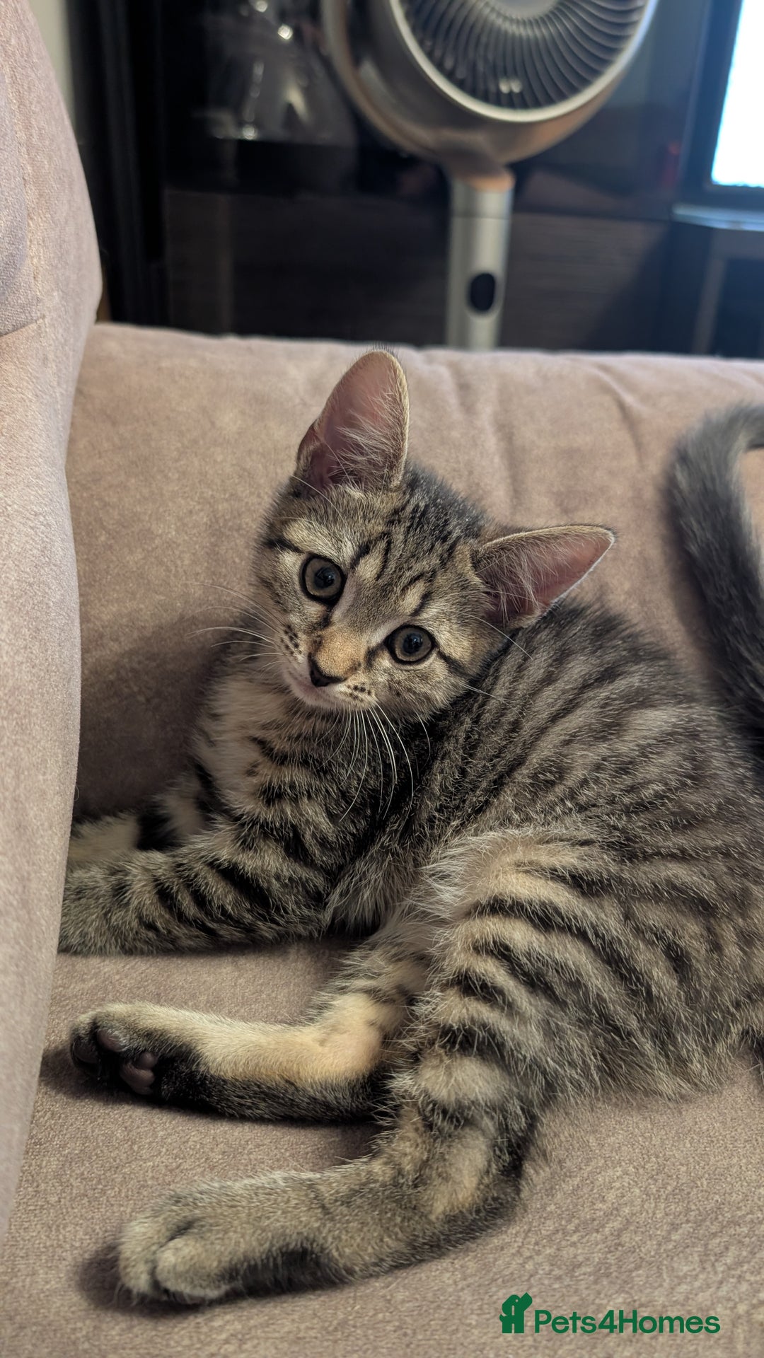 Mixed Breed cats for sale: Adorable Kittens Looking for Loving Homes! - Image 12