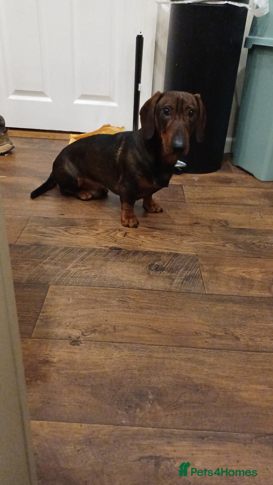 Dachshund dogs for sale: Gorgeous loving male - Advert 2
