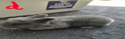 Netherland Dwarf rabbits for sale: Netherlands Dwarf babies  in Hailsham - Advert 9