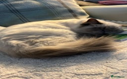 Ragdoll cats for sale: Pure ragdoll mitted blue/seal tortie kittens - Advert 1