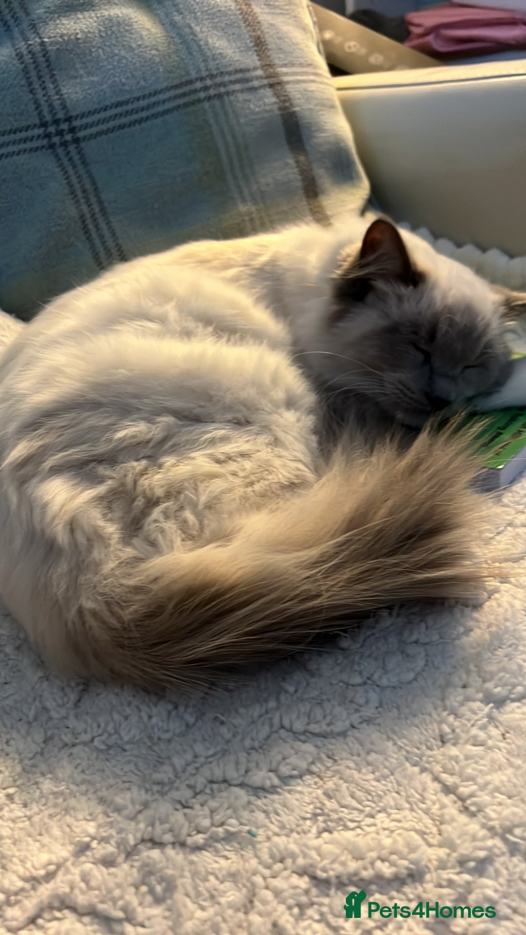 Ragdoll cats for sale: Pure ragdoll mitted blue/seal tortie kittens - Advert 1