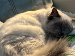 Ragdoll cats Pure ragdoll mitted blue/seal tortie kittens - Advert 1