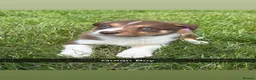 Border Collie dogs for sale: 6 Red, White & Tan Health Tested puppies ISDS - Advert 1