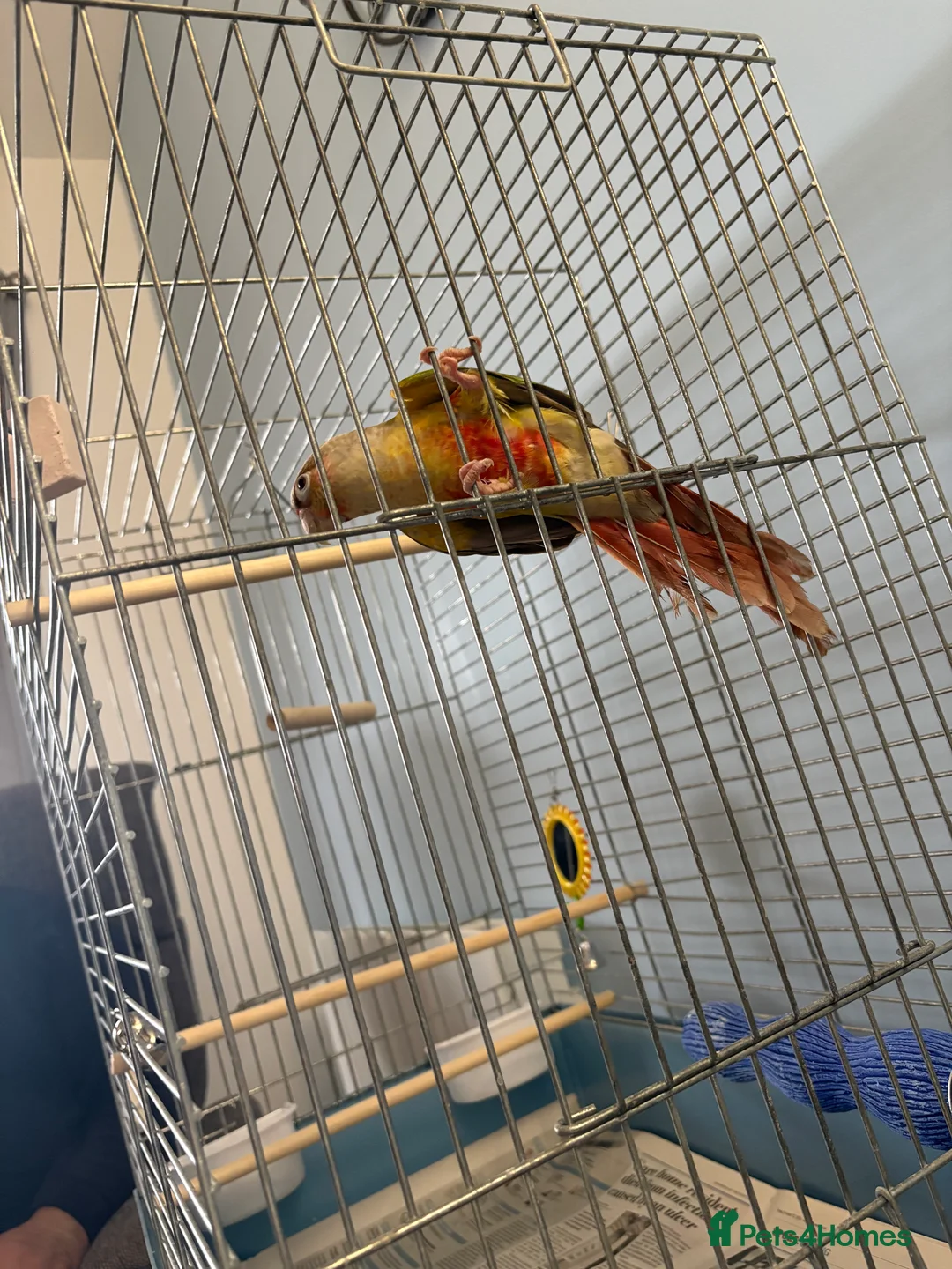 Conures birds for sale: Male pineapple conjure with dna in Wisbech - Advert 4