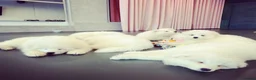 Samoyed dogs for sale: Samoyed puppies  in London - Advert 8