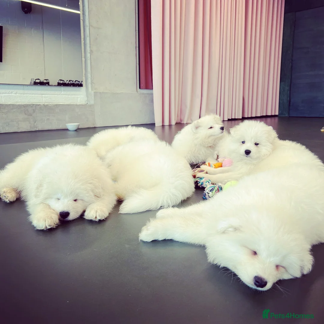 Samoyed dogs for sale: Samoyed puppies  in London - Advert 8