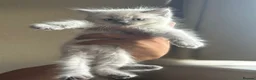 Mixed Breed cats for sale: White kitten, with coloured paws in Bootle - Advert 3