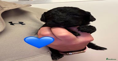 Sproodle dogs - Advert 4