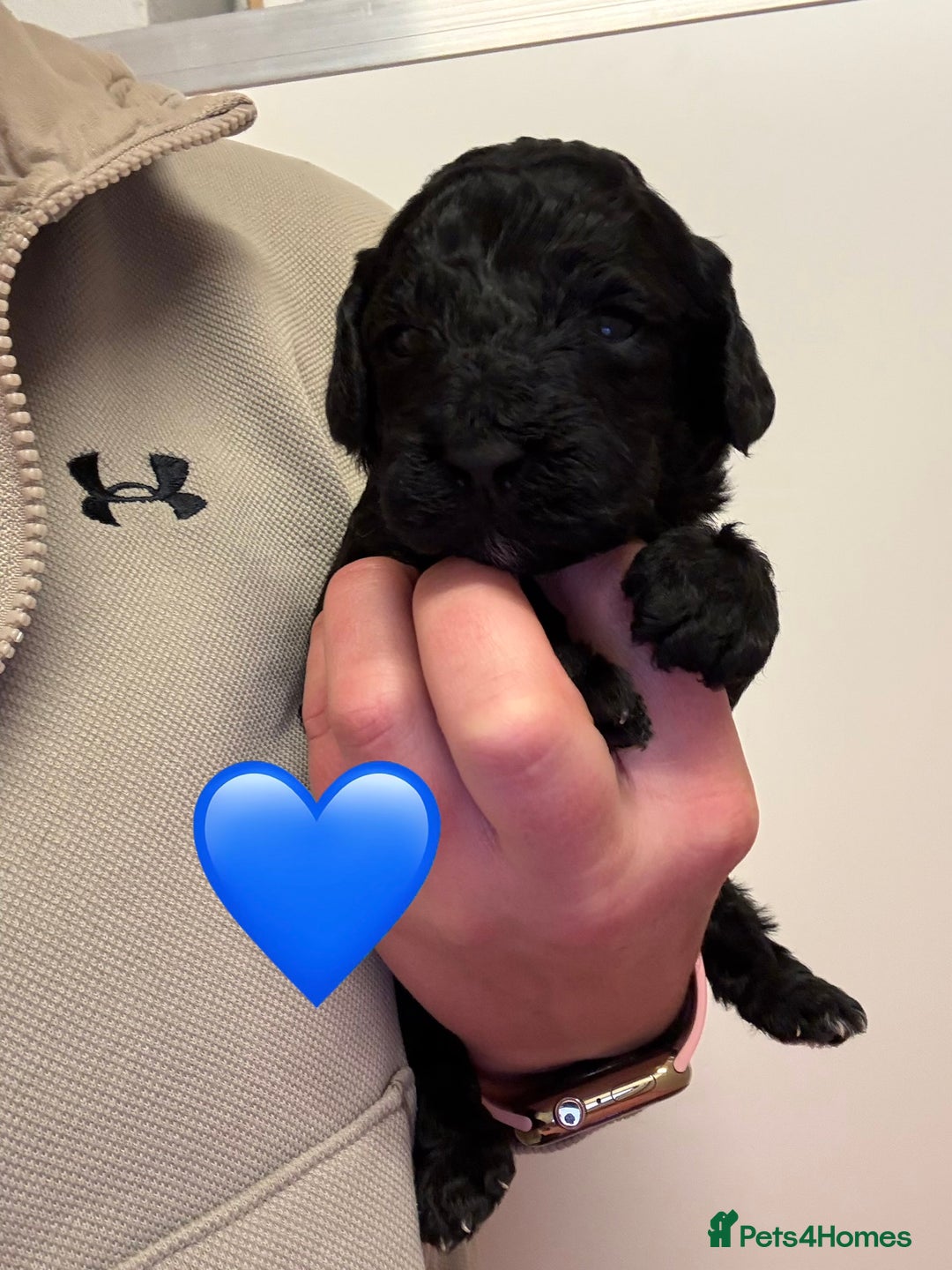 Sproodle dogs for sale: F2b Sproodle Puppies 2 boys and 1 girl remaining - Advert 10