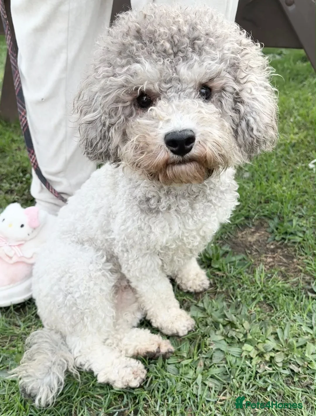 Toy Poodle dogs for sale: Adorable Loving Silver Toy Poodle for Sale in Burnham-on-Crouch - Advert 1
