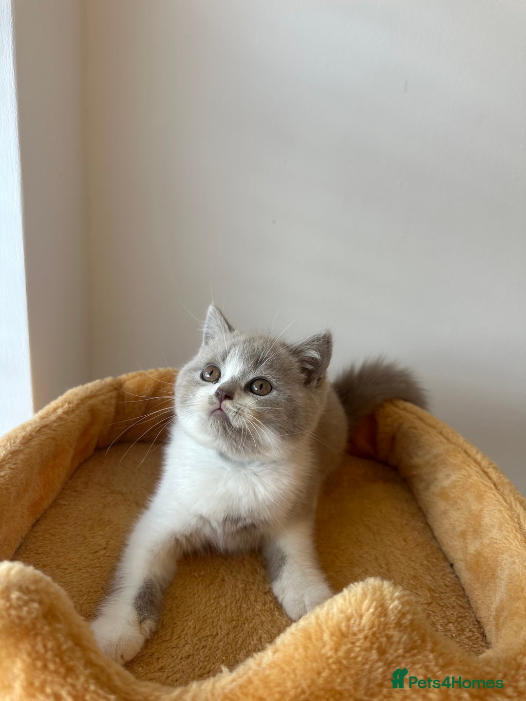 British Shorthair cats for sale: 🐻 STUNNING GIRL GCCF REGISTERED REDUCED LAST 1 🐻 - Image 16