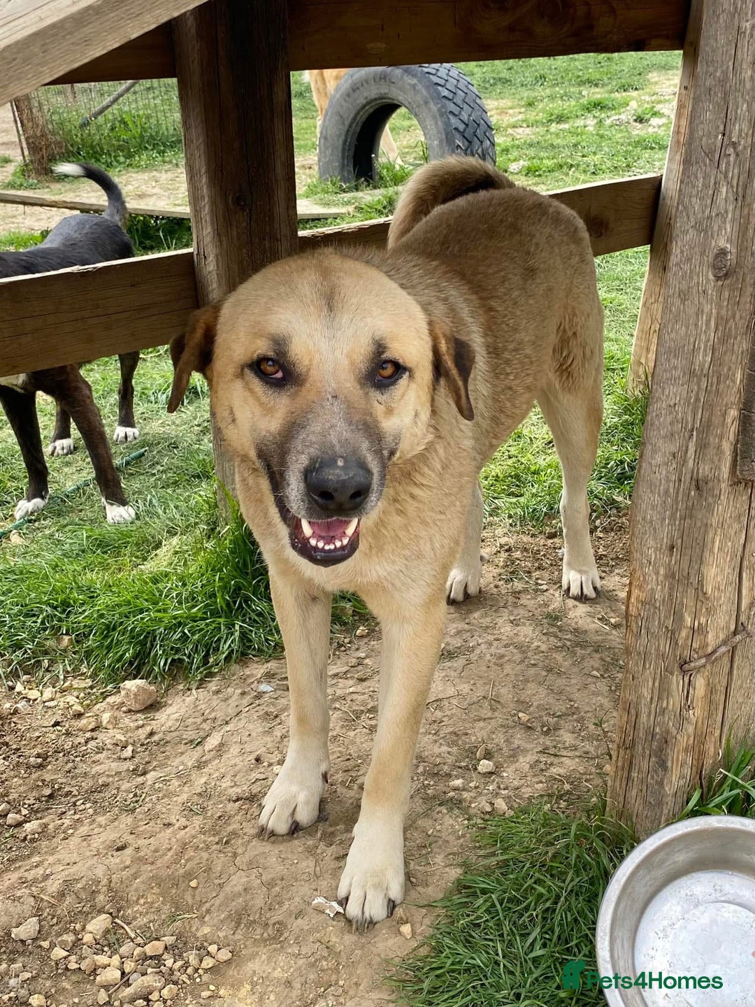 Mixed Breed dogs for adoption: Gentle Louie is ready for his forever family! - Image 1