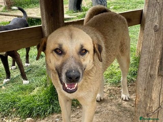 Mixed Breed dogs - Advert 1