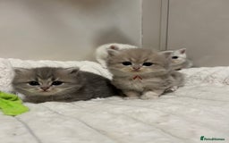 British Shorthair cats for sale: Affectionate lap cats health tested parents  - Image 35