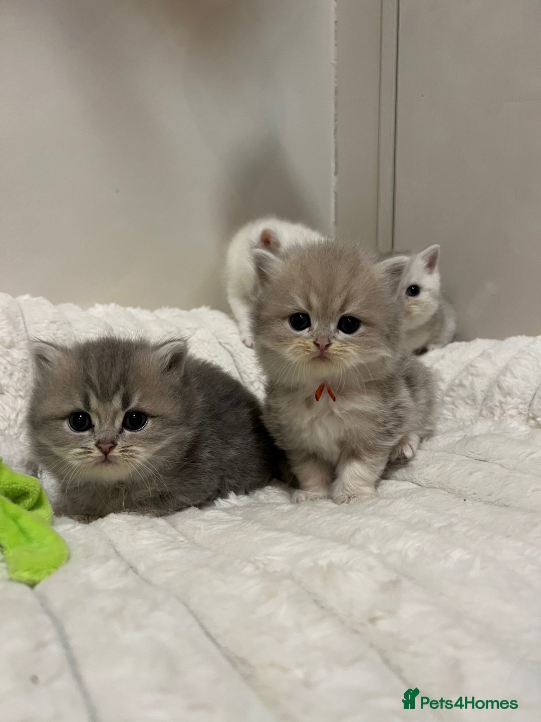 British Shorthair cats for sale: Affectionate lap cats health tested parents  - Image 35