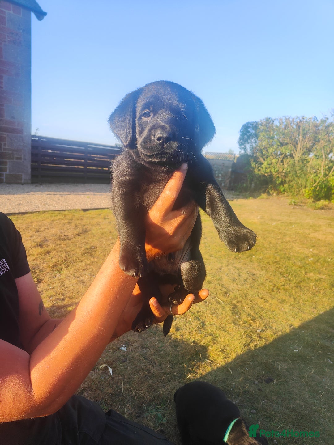 Labrador Retriever dogs for sale: Labrador puppies KC reg  - Image 4