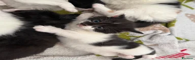 Ziggy