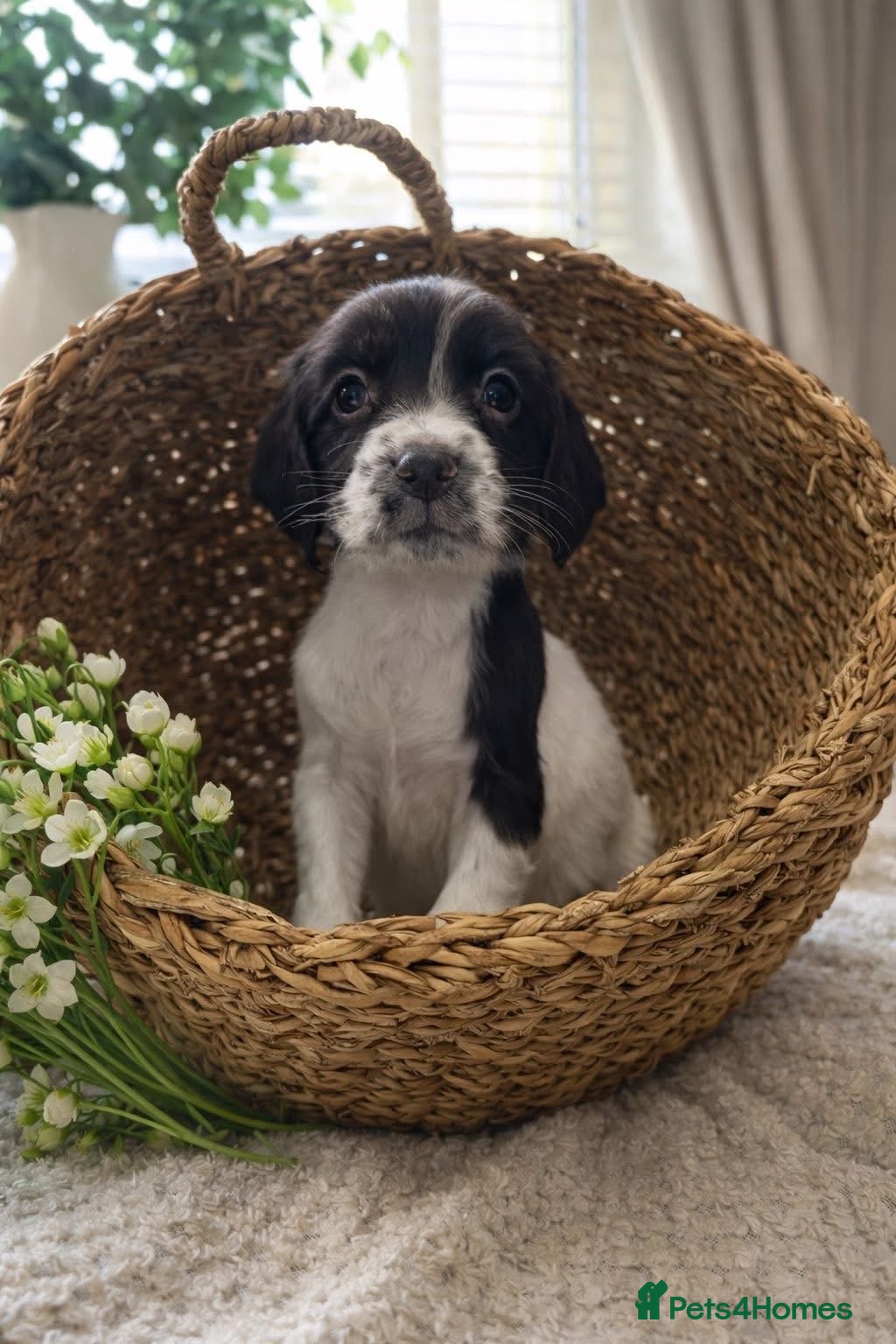 English Springer Spaniel dogs 🐾 English Springer Spaniel Puppies for Sale 🐾 - Advert 1