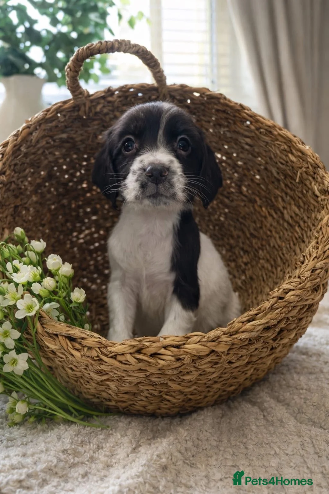 English Springer Spaniel dogs for sale: 🐾 English Springer Spaniel Puppies for Sale 🐾 - Advert 1