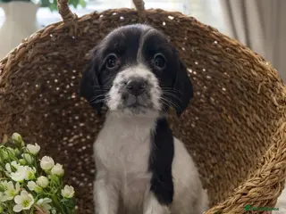 English Springer Spaniel dogs 🐾 English Springer Spaniel Puppies for Sale 🐾 - Advert 1