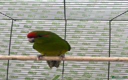 Parrots birds for sale: Semi-tamed kakariki  - Image 8
