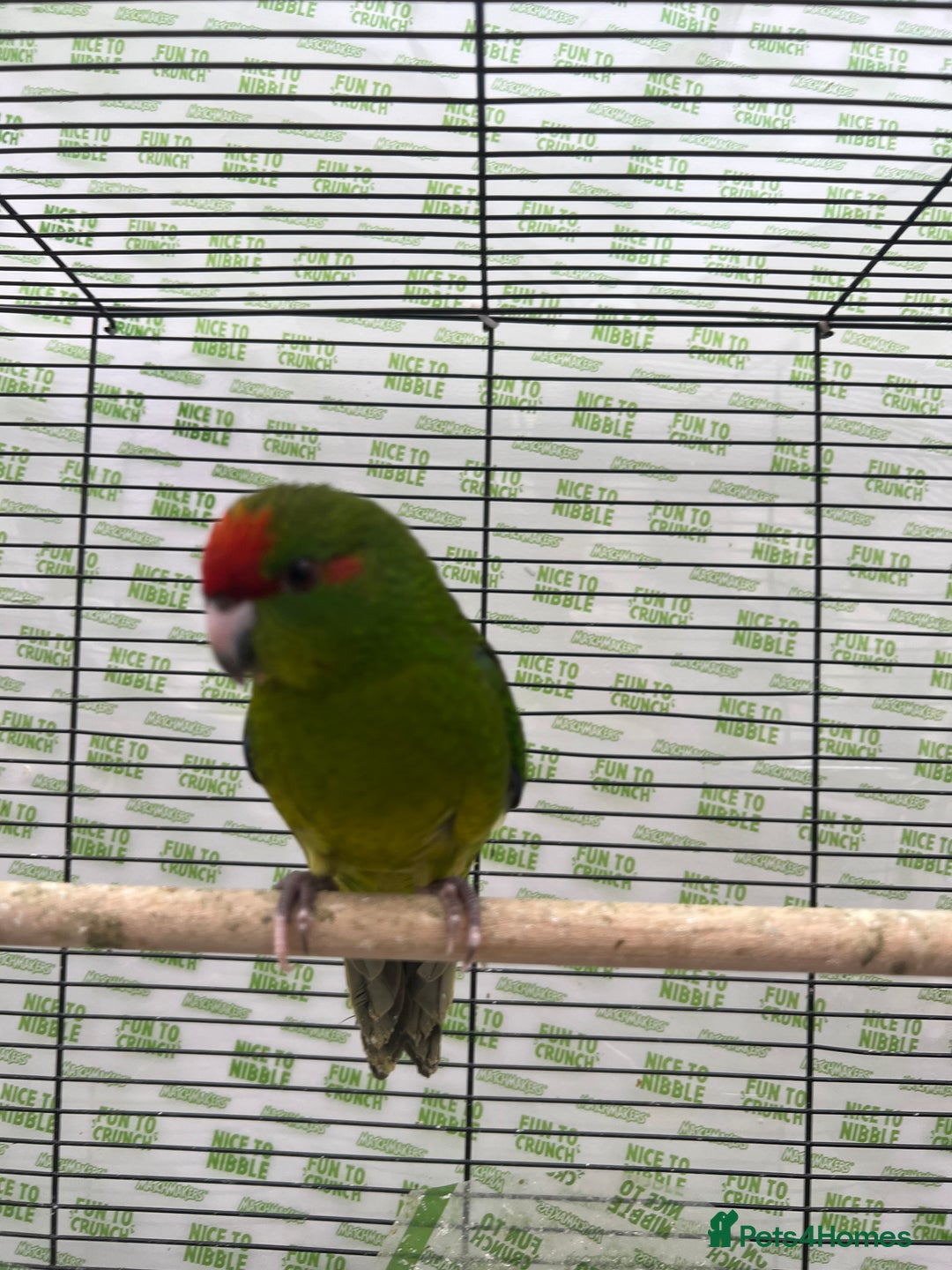 Parrots birds for sale: Semi-tamed kakariki  - Image 8
