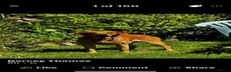 Labrador Retriever dogs for sale: Waiting list for LABRADOR  puppies - Advert 21