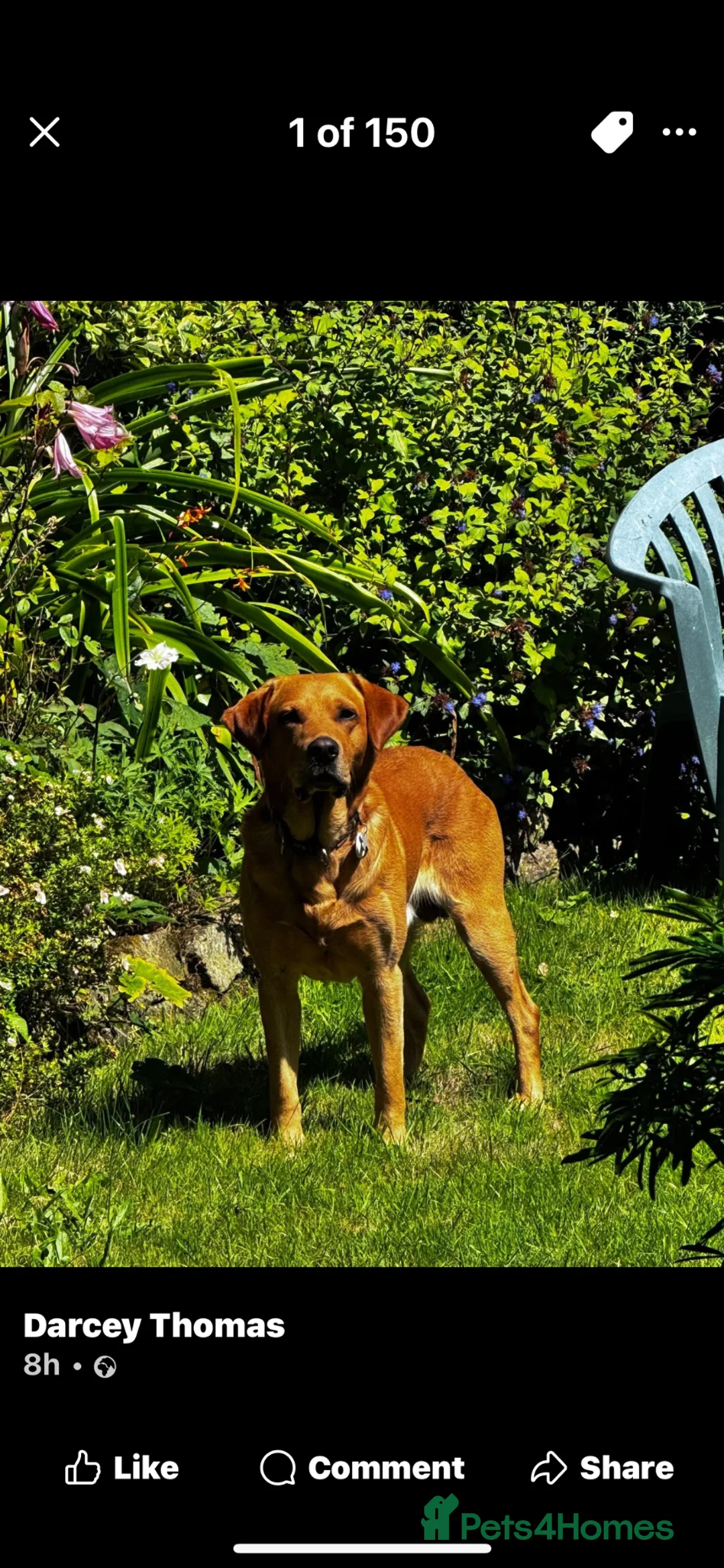 Labrador Retriever dogs for sale: Waiting list for LABRADOR  puppies - Advert 21