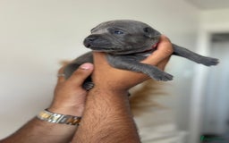 Staffordshire Bull Terrier dogs for sale: 😍😍 BEAUTIFUL & CHUNKY BLUES💙 - Image 14