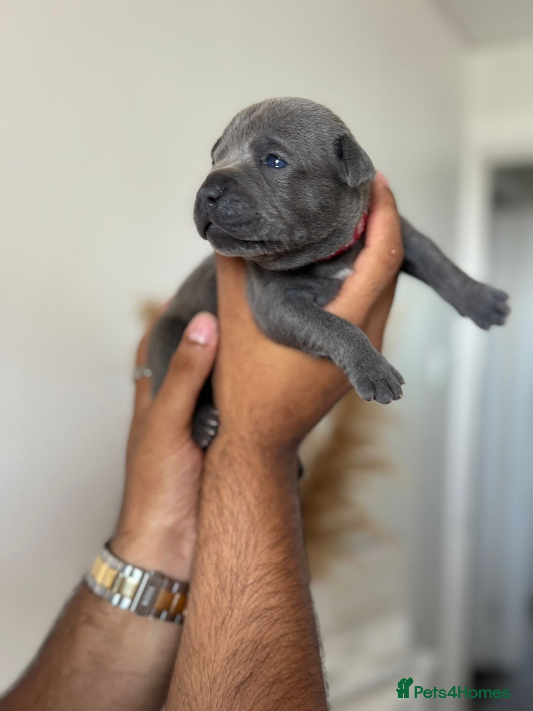Staffordshire Bull Terrier dogs for sale: 😍😍 BEAUTIFUL & CHUNKY BLUES💙 - Image 14