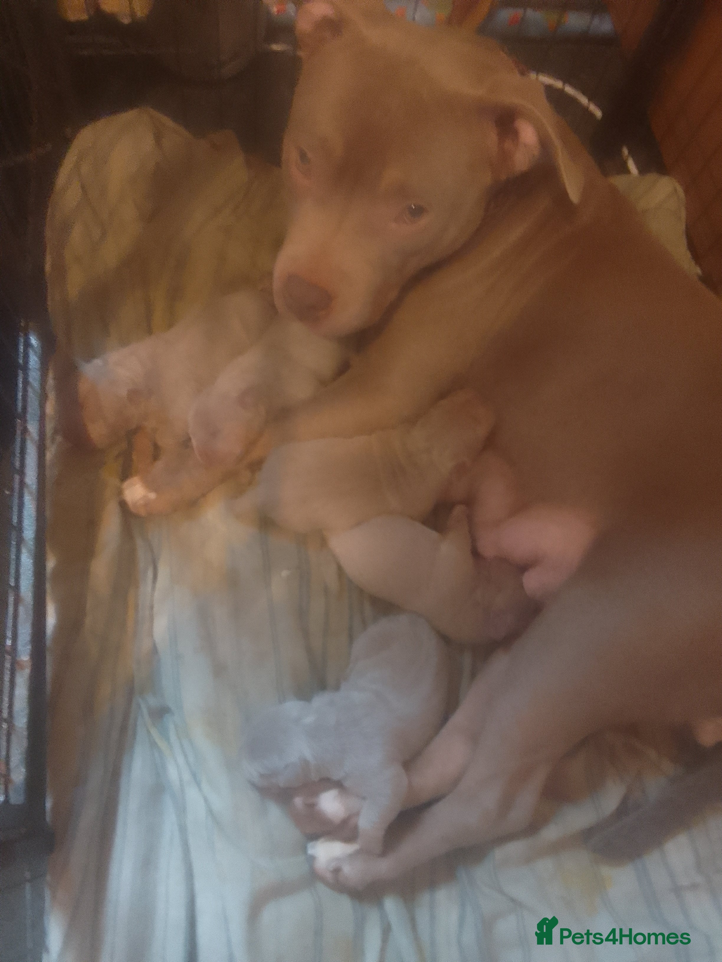 Mixed Breed dogs exotic bullys - Advert 10