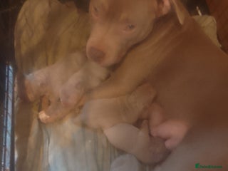 Mixed Breed dogs exotic bullys - Advert 10