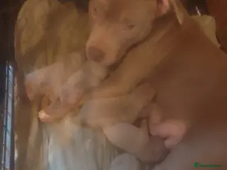 Mixed Breed dogs exotic bullys - Advert 16