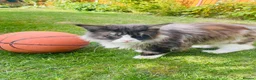 Maine Coon cats for sale: Mainecoon - Advert 1