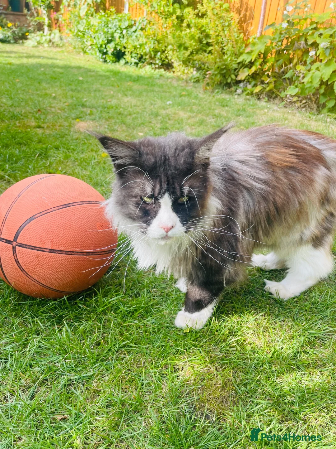 Maine Coon cats for sale: Mainecoon - Advert 1