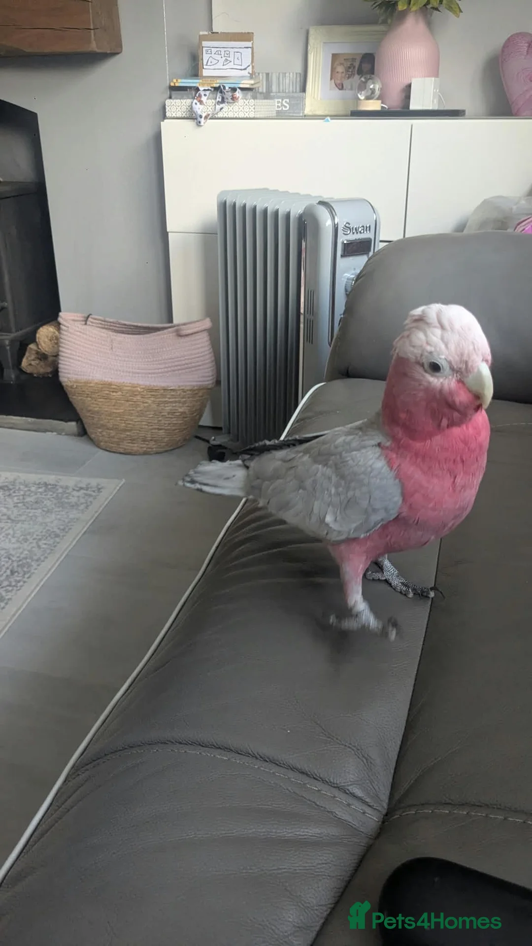 Parrots birds for sale: Pink galah  in Weymouth - Advert 2