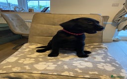 Labrador Retriever dogs for sale: Handsome Reggie needs forever family - Image 9