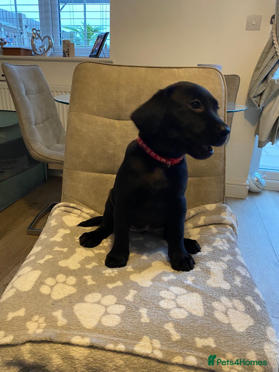 Labrador Retriever dogs for sale: Handsome Reggie needs forever family - Image 9